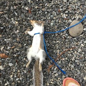 Meet your Posher, Priscilla